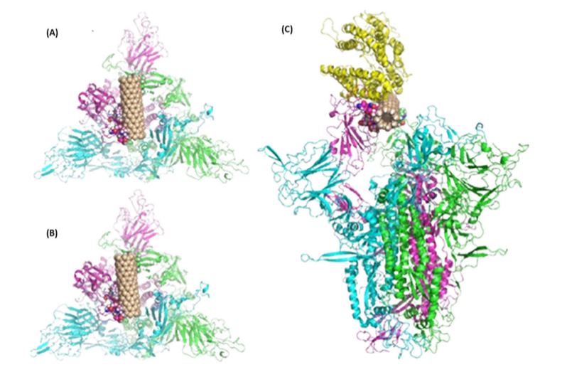 Estudo do CDMF investiga atividade virucida de nanotubos de silício contra o SARS-CoV-2