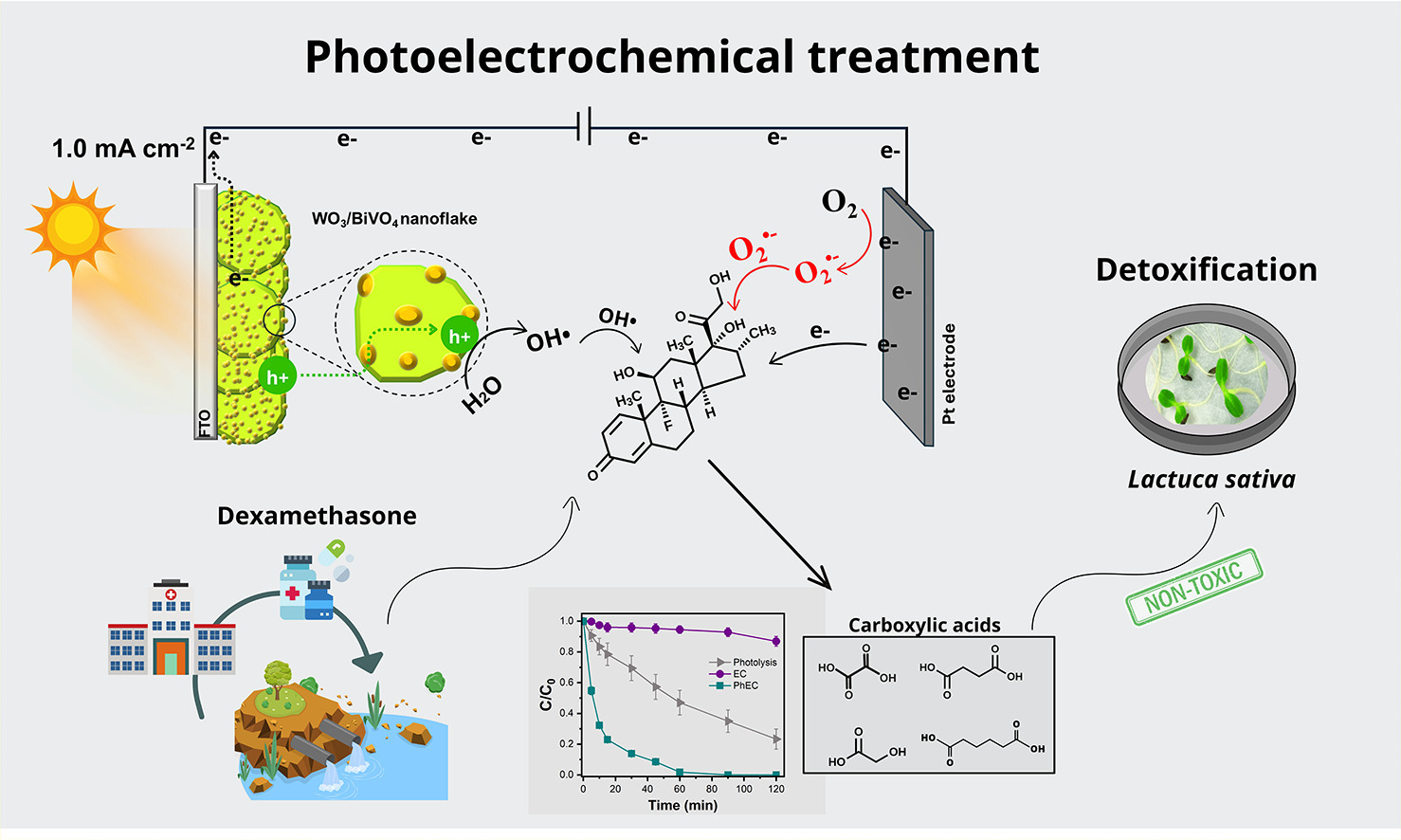 WO3/BiVO4 heterojunctions: Photoelectrochemical performance for dexamethasone degradation and toxicity assessment in Lactuca sativa