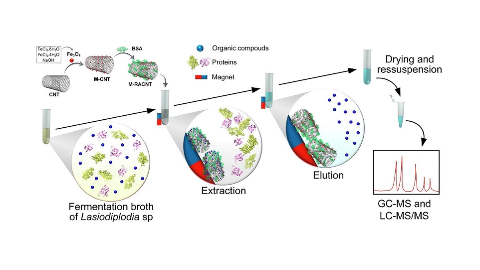 Synthesis and characterization of Restricted Access Magnetic Nanotubes (M-RACNTs) for the extraction of secondary metabolites from Lasiodiplodia sp. fermentation broth